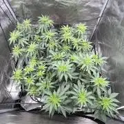 Sour Lime Haze - Dirty Bird Genetics