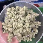 91 Octane - Exotic Genetix