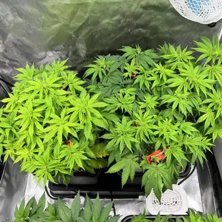 Salty Pickle F1 - Romulan Genetics