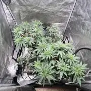 Sour Lime Haze - Dirty Bird Genetics