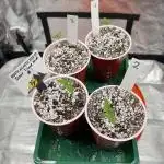 Sour Lime Haze - Dirty Bird Genetics