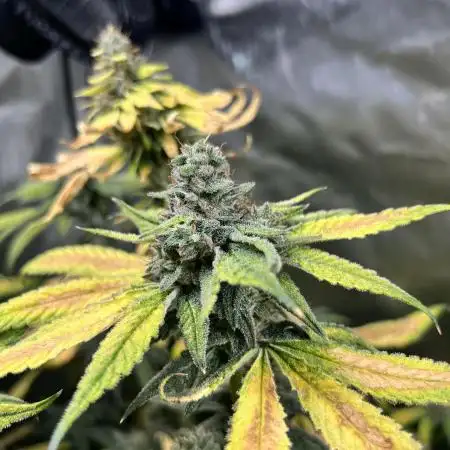 Salty Pickle F1 - Romulan Genetics