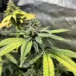 Salty Pickle F1 - Romulan Genetics