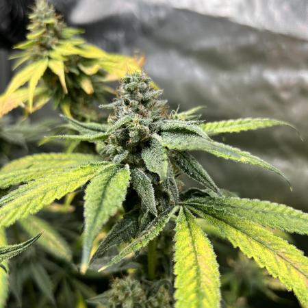Salty Pickle F1 - Romulan Genetics