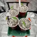 Sour Lime Haze - Dirty Bird Genetics