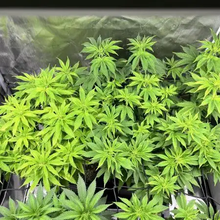 Salty Pickle F1 - Romulan Genetics