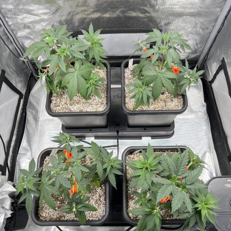 Sour Lime Haze - Dirty Bird Genetics