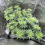 Sour Lime Haze - Dirty Bird Genetics