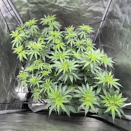 Sour Lime Haze - Dirty Bird Genetics