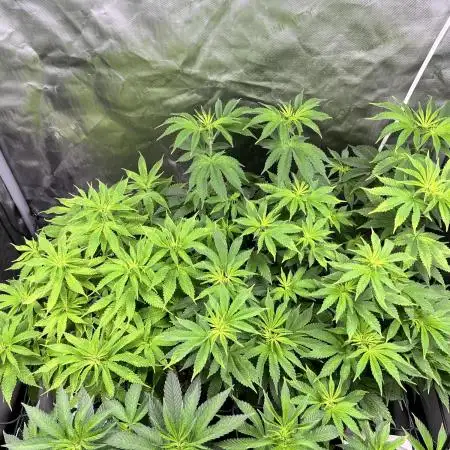 Salty Pickle F1 - Romulan Genetics