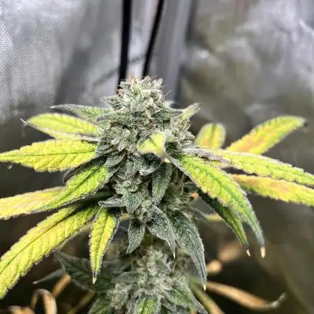Salty Pickle F1 - Romulan Genetics