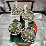 Sour Lime Haze - Dirty Bird Genetics