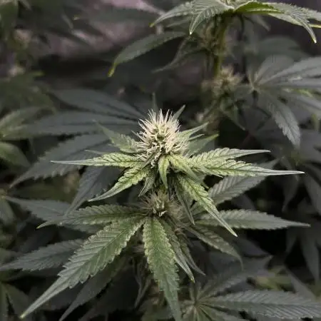 Salty Pickle F1 - Romulan Genetics