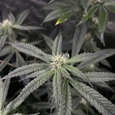 Salty Pickle F1 - Romulan Genetics