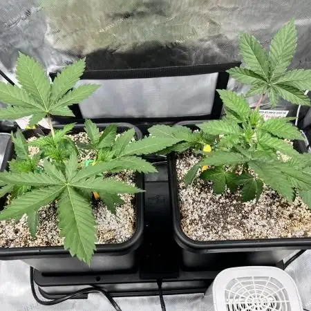 Salty Pickle F1 - Romulan Genetics