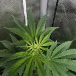 Salty Pickle F1 - Romulan Genetics