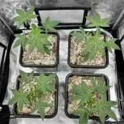 Sour Lime Haze - Dirty Bird Genetics