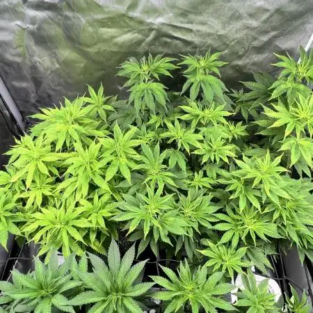 Salty Pickle F1 - Romulan Genetics