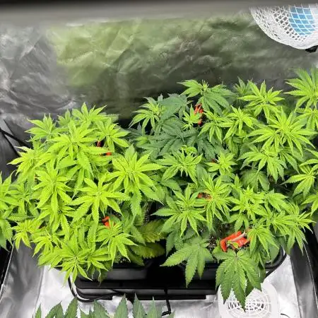 Salty Pickle F1 - Romulan Genetics