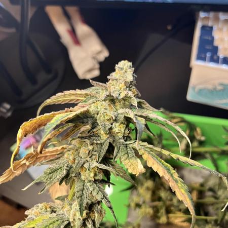 91 Octane - Exotic Genetix