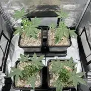 Sour Lime Haze - Dirty Bird Genetics