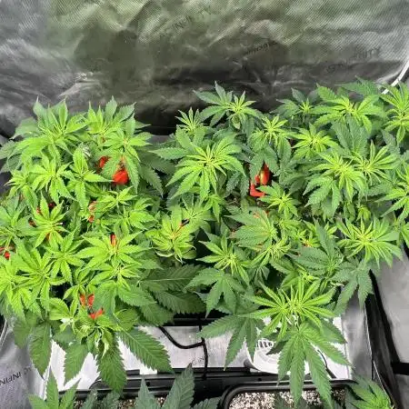 Salty Pickle F1 - Romulan Genetics