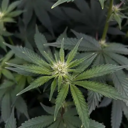 Salty Pickle F1 - Romulan Genetics