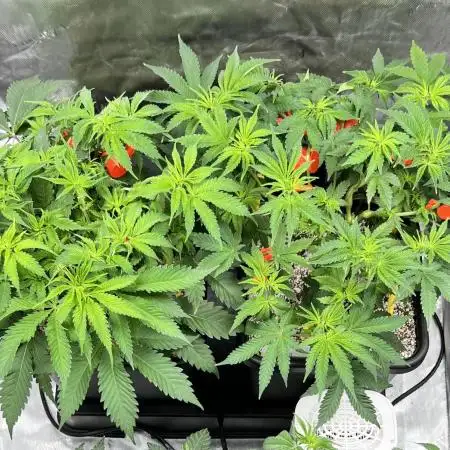 Salty Pickle F1 - Romulan Genetics