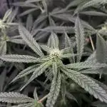 Salty Pickle F1 - Romulan Genetics