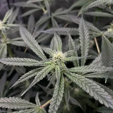 Salty Pickle F1 - Romulan Genetics