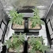 Sour Lime Haze - Dirty Bird Genetics