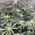 Salty Pickle F1 - Romulan Genetics