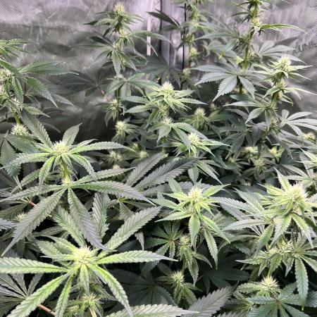 Salty Pickle F1 - Romulan Genetics