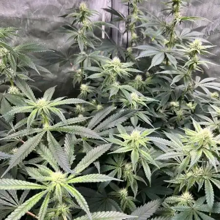 Salty Pickle F1 - Romulan Genetics