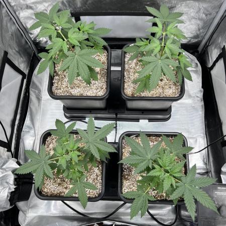 Sour Lime Haze - Dirty Bird Genetics