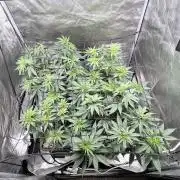 Sour Lime Haze - Dirty Bird Genetics