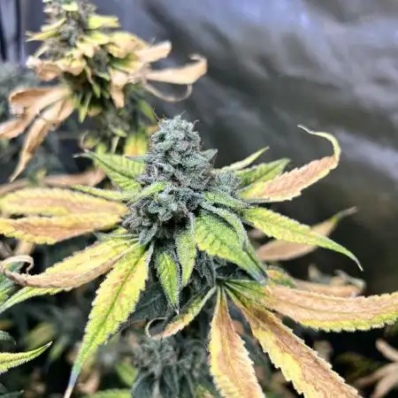 Salty Pickle F1 - Romulan Genetics