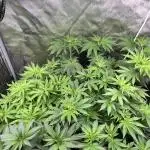 Salty Pickle F1 - Romulan Genetics