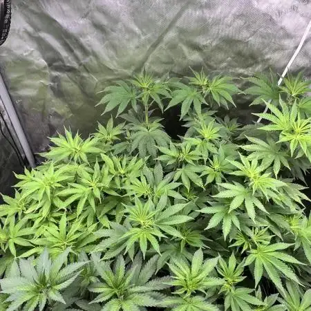 Salty Pickle F1 - Romulan Genetics