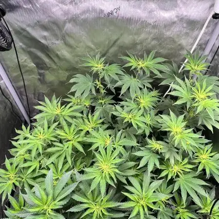 Salty Pickle F1 - Romulan Genetics