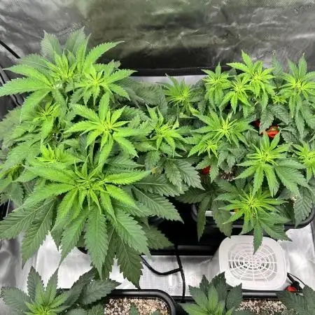 Salty Pickle F1 - Romulan Genetics