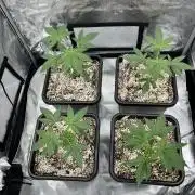 Sour Lime Haze - Dirty Bird Genetics