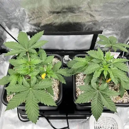 Salty Pickle F1 - Romulan Genetics