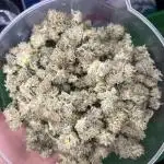 Salty Pickle F1 - Romulan Genetics