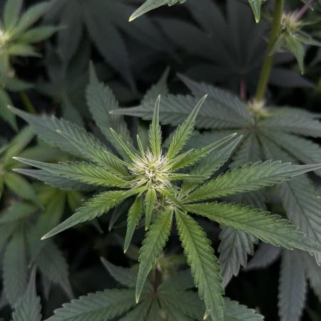 Salty Pickle F1 - Romulan Genetics