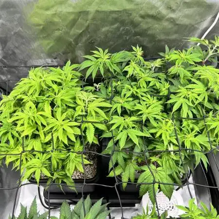 Salty Pickle F1 - Romulan Genetics