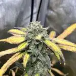 Salty Pickle F1 - Romulan Genetics