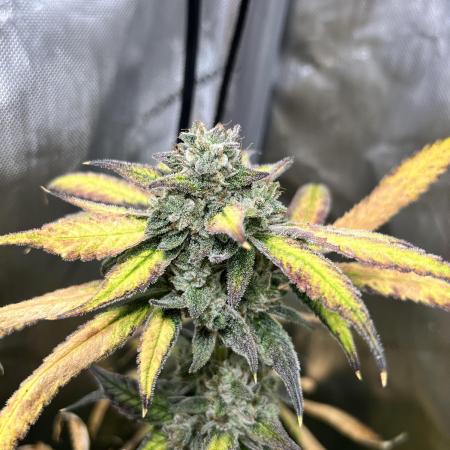 Salty Pickle F1 - Romulan Genetics