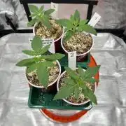 Sour Lime Haze - Dirty Bird Genetics