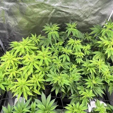 Salty Pickle F1 - Romulan Genetics